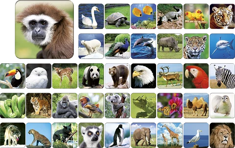 Memory Zoo, zdjęcie 3