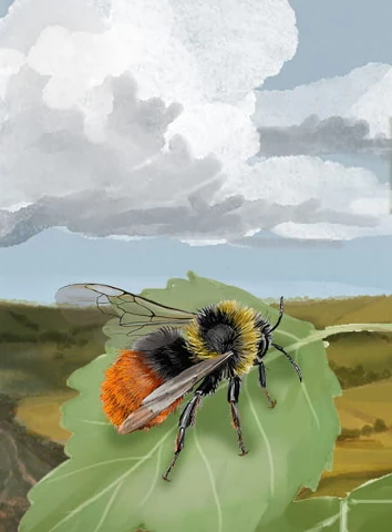 Leśne rozdanie Dartmoor Exmoor, zdjęcie 7