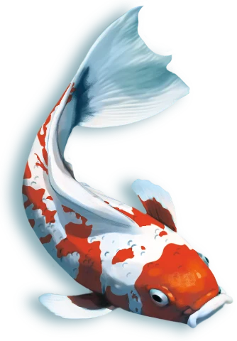 Koi, zdjęcie 8