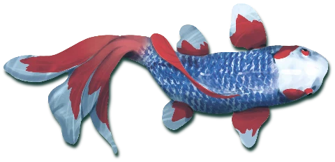 Koi, zdjęcie 9