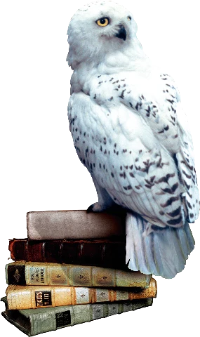 Harry Potter i Czytacz Myśli, zdjęcie 5